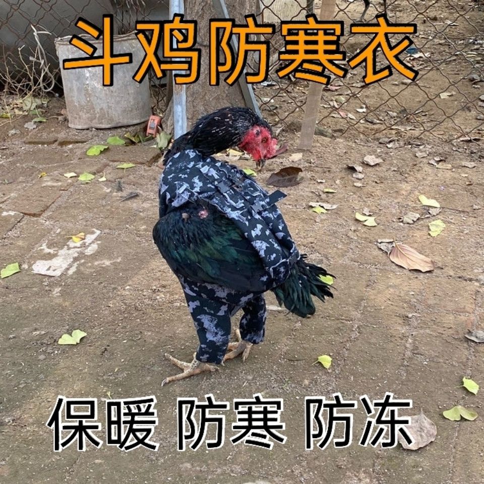 斗鸡用品 斗鸡衣服 斗鸡防寒衣 斗鸡保暖衣  斗鸡保温衣 训练用品