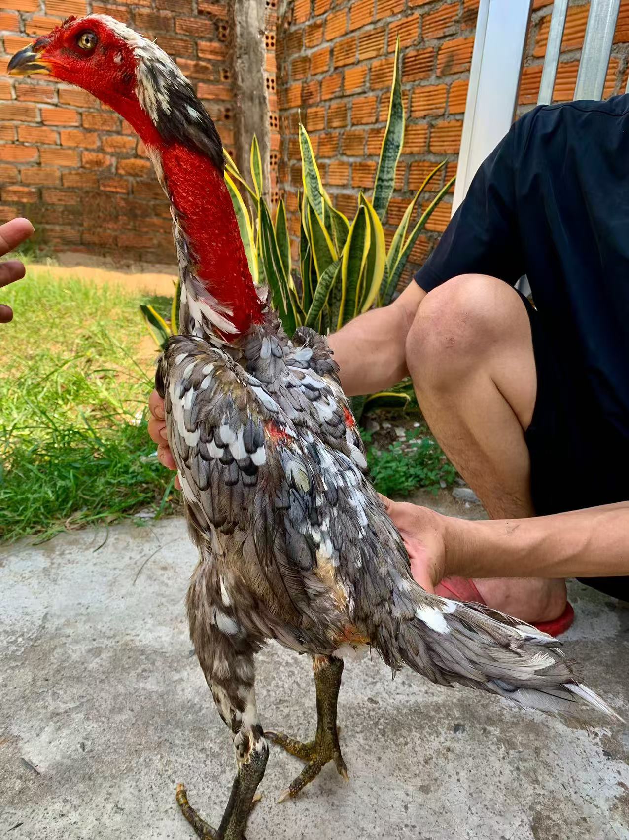 越南灰鬼母5斤