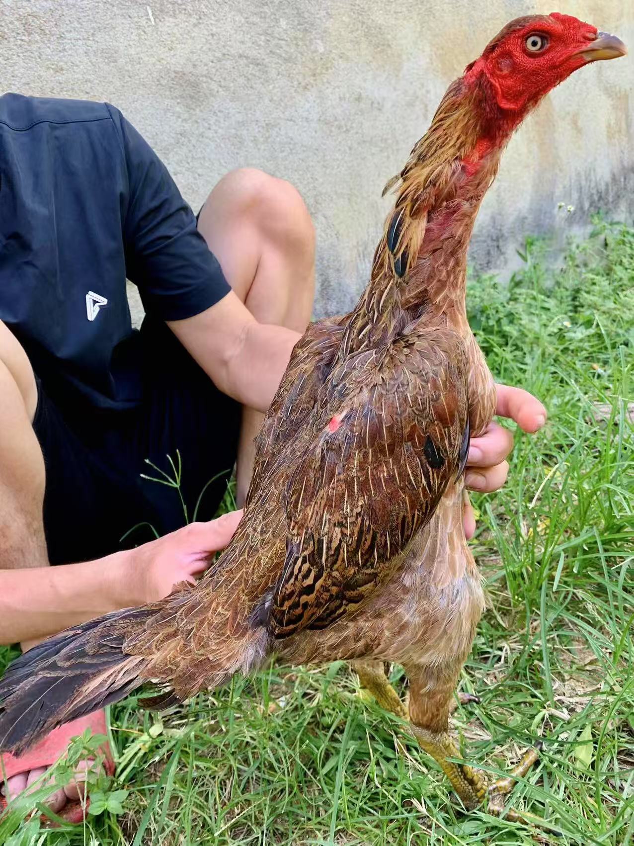 越南虎毛鬼母5斤