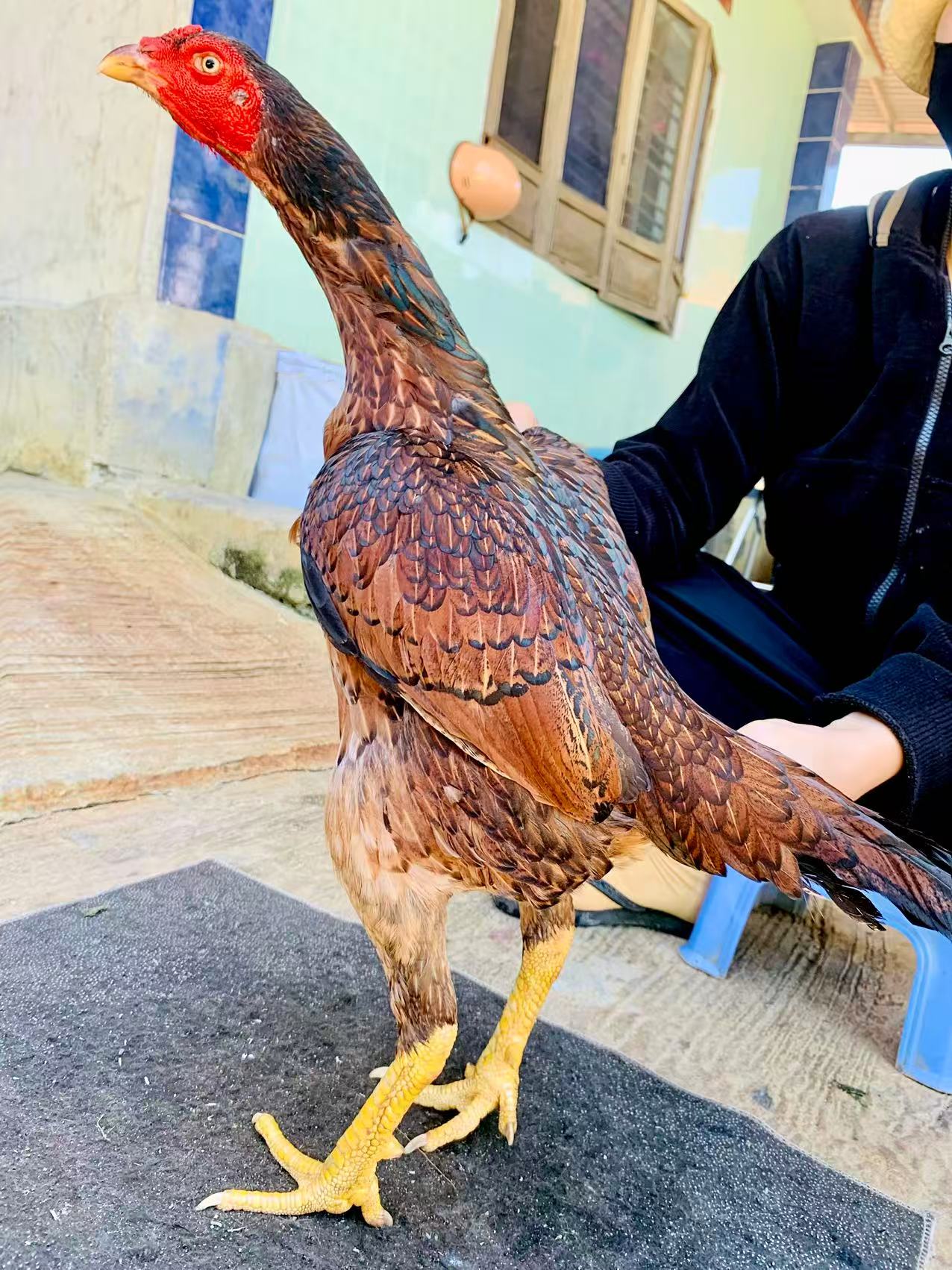 5斤越南母鬼